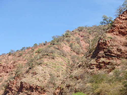 Some Pasacana Cactus on the colorado hillside.